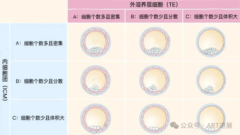 8分钟带你了解关于囊胚等级的一切